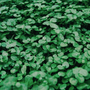 Happy Saint Patrick's Day! Celebrate with These Irish Coffee Recipes.