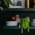 Donkey's tail