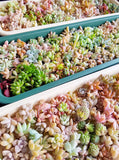 Assorted Succulent Garden Concrete Heart