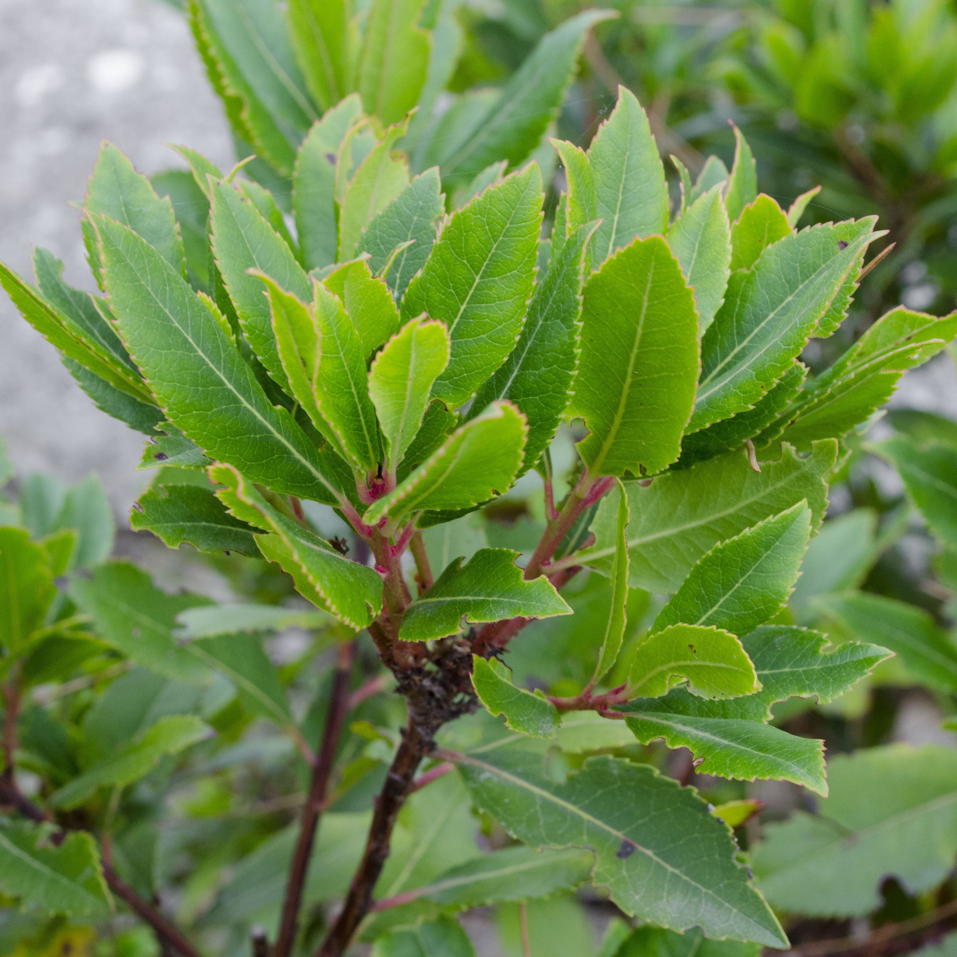 Bay Laurel (Sweet Bay) – Easy To Grow Bulbs