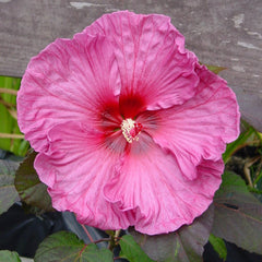 Hibiscus Plum Crazy