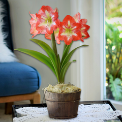 Amaryllis Minerva in an Orchard Bucket - FREE SHIPPING!