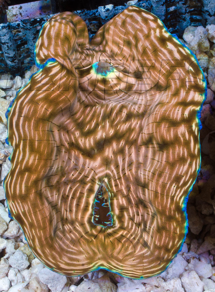 ORA Derasa Clam, size 2" - 2.5"