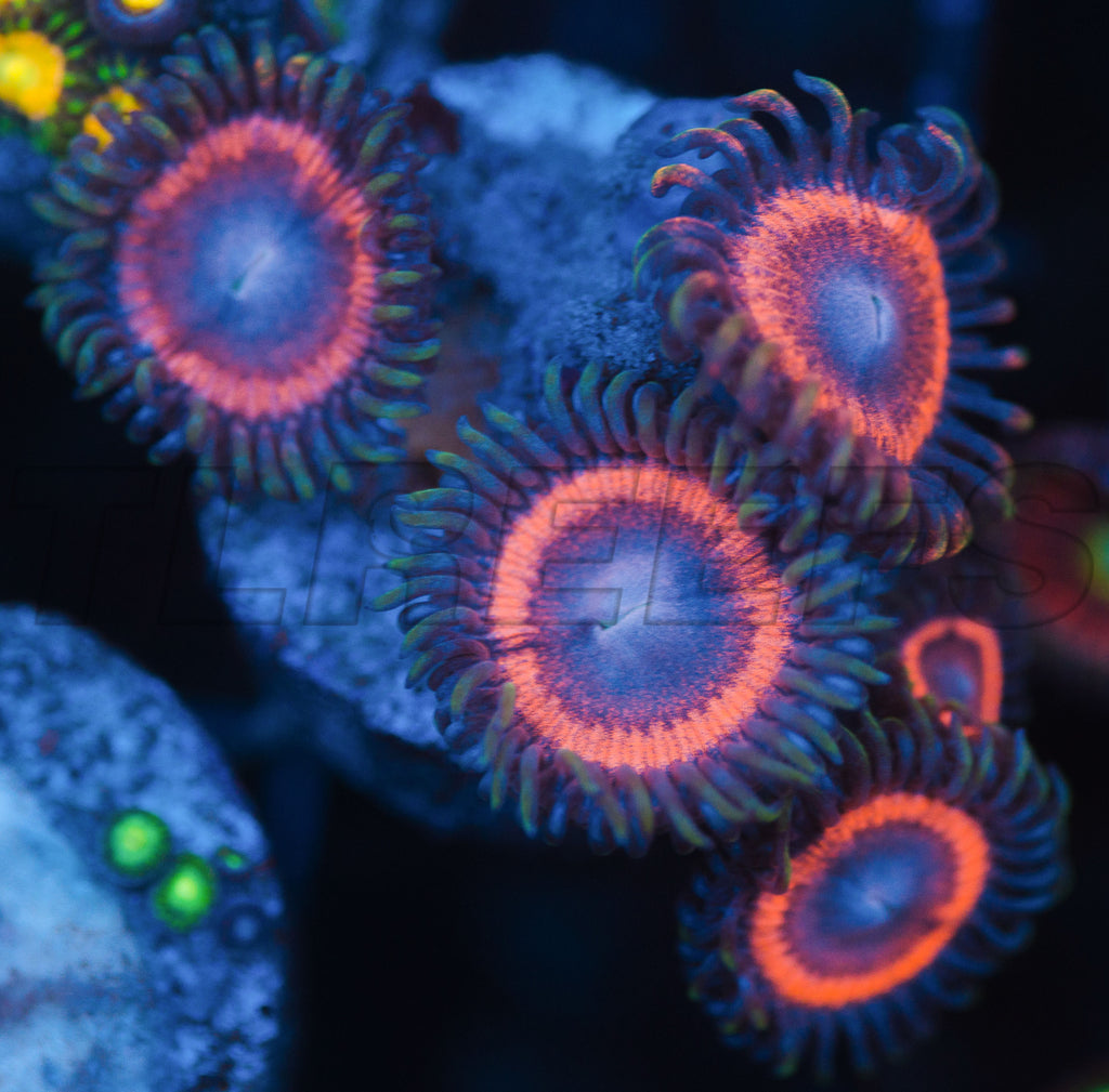 Pink Ladies Zoanthids