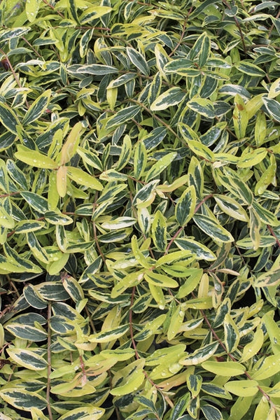 Hypericum calycinum 'Fiesta' PP 26,400|Juniper Level Botanic Gdn, NC|JLBG
