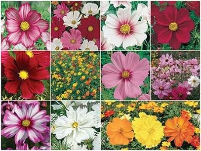 Cosmos Collection - 3280