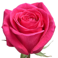 Roses Light Pink Sweet Akito
