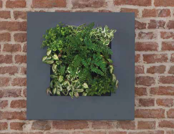 Levend schilderij - Frame (exclusief beplanting)