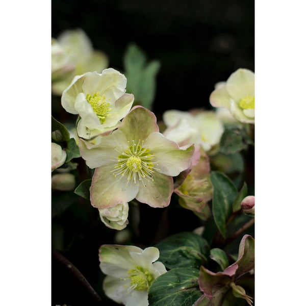 Winter Rose Two
