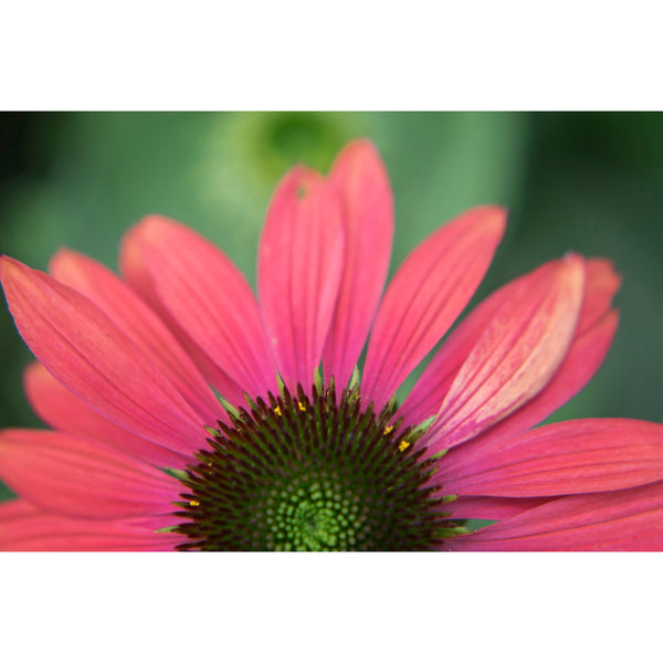 Coneflower Four