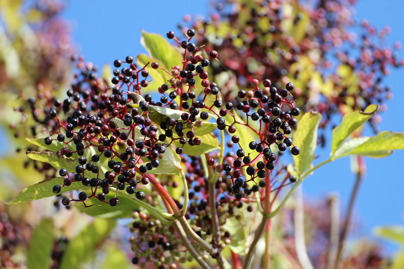 Elderberry Syrup Workshop