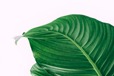 Low Waste Bathroom Tips NZ Leaf Image