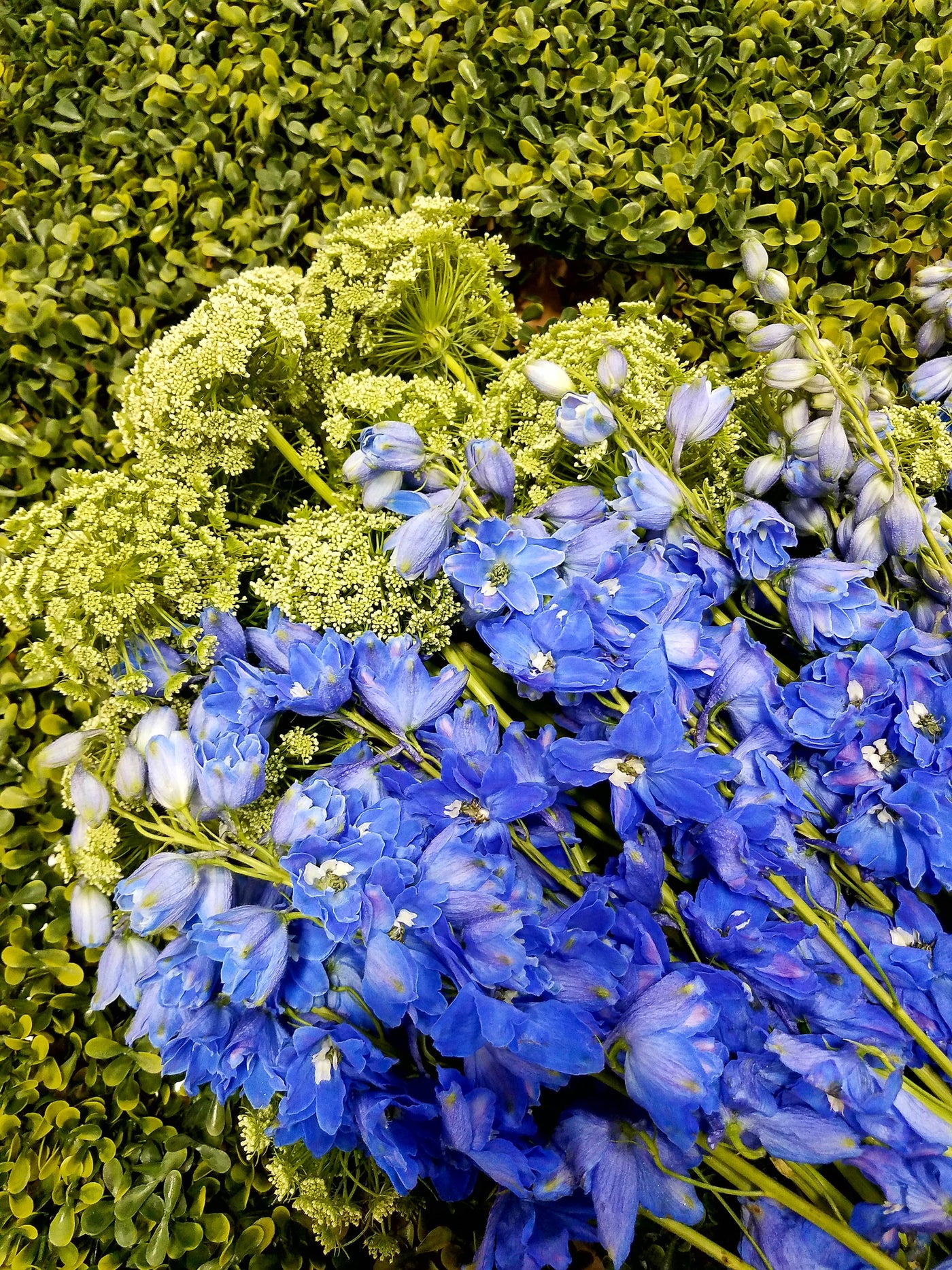 July Spotlight: Delphiniums by the Dozen