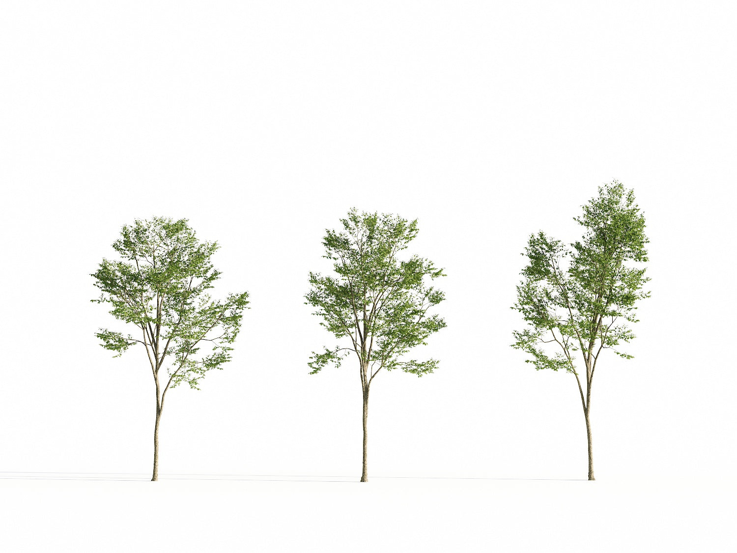 Broadleaf Tree Set - Nouvelle Mesure Lab