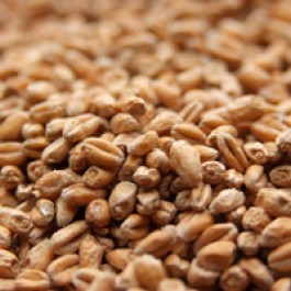 Avangard Malz Premium Wheat Malt - 10 LB