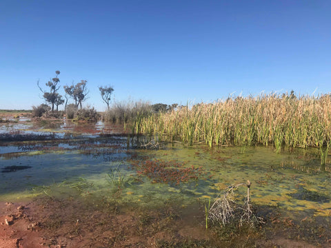 flood water pond australia outback beautiful blog art Christine Onward