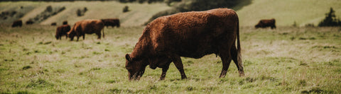 Grass Fed Beef