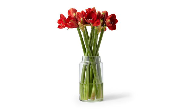 Amaryllis