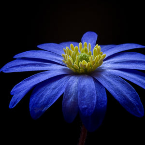 Balkan anemone flower blossom bloom