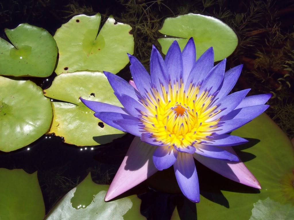 The History and Healing Power of Lotus