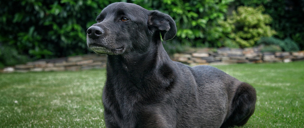 A black labrador dog lies on grass in their yard