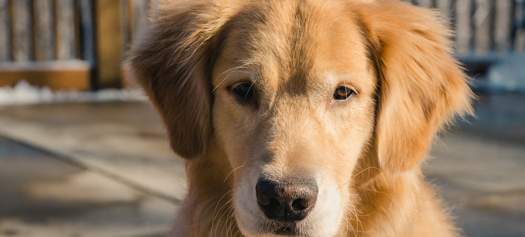 A golden Labrador Retriever puppy looking at camera