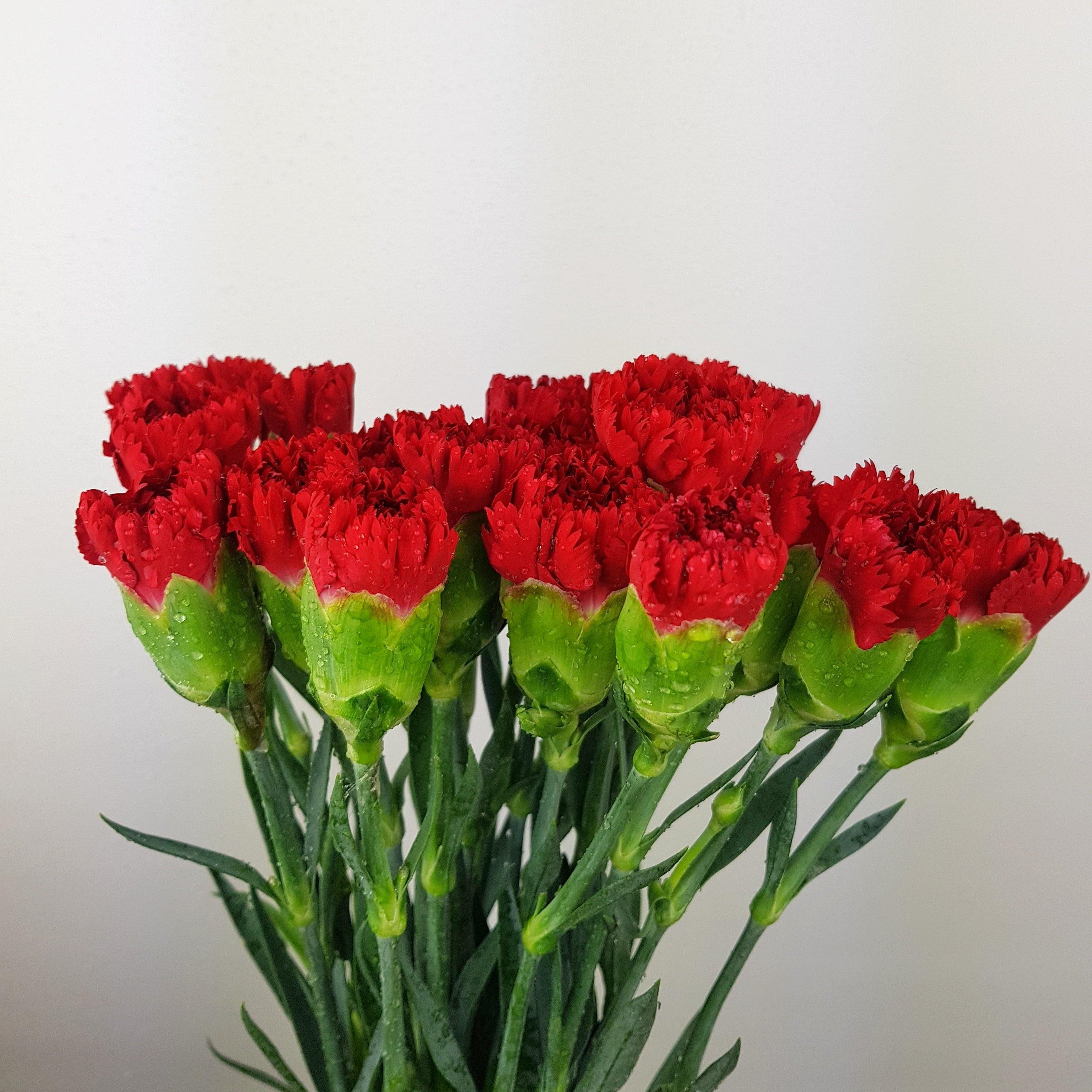 Carnations (Imported) Red