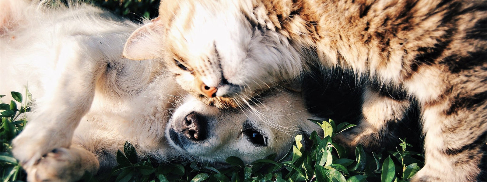 PAWS4Health