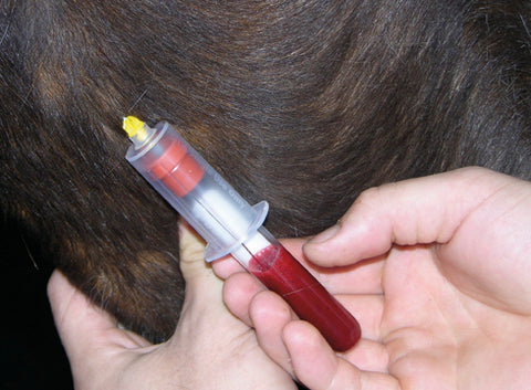 blood taken from horse