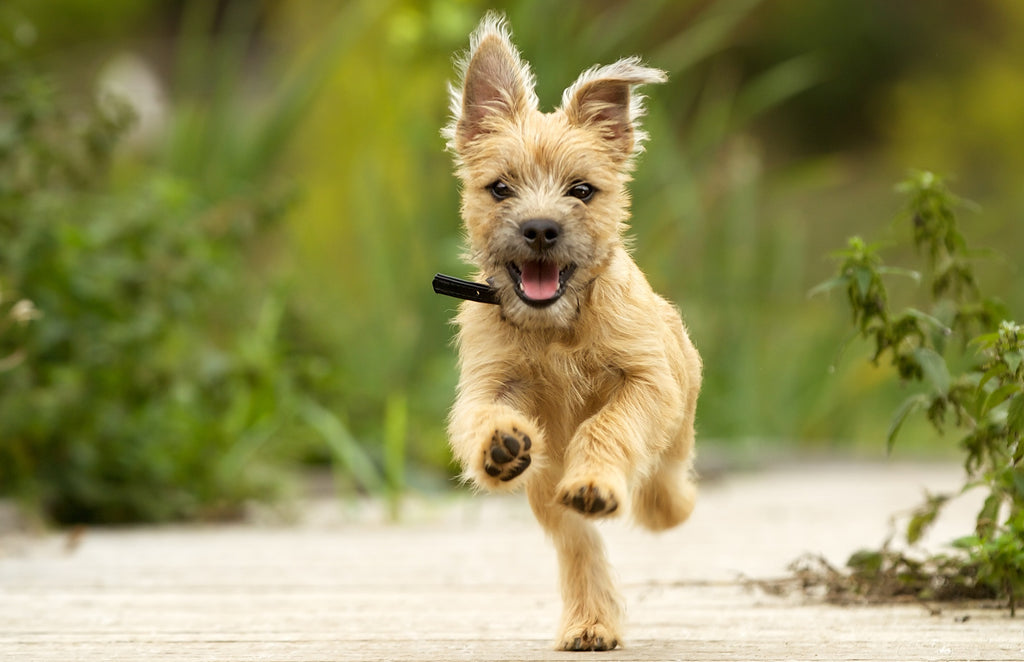Dog puppy running