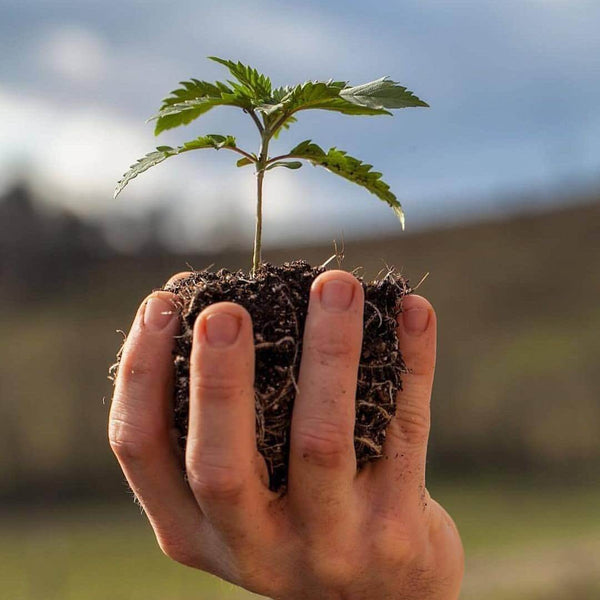 marijuana grow cannabis earth