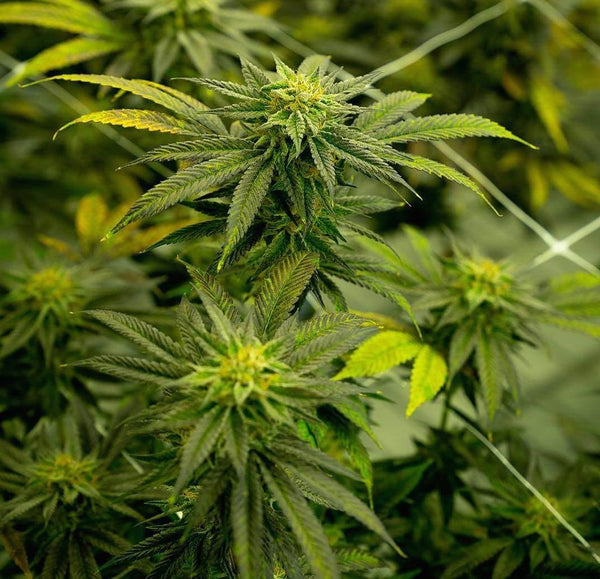 cannabis quality grow strain