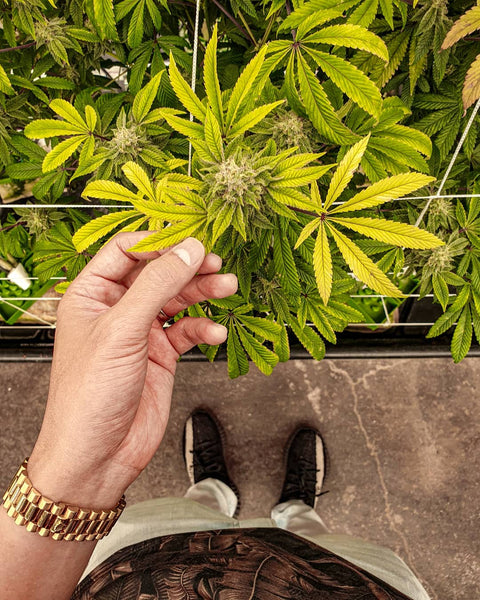 hemp cannabis cbd grow
