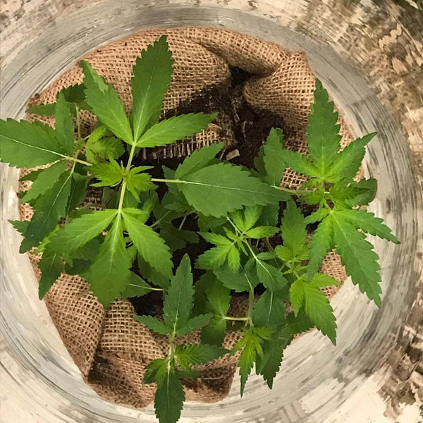 cannabidiol growing hemp cannabis
