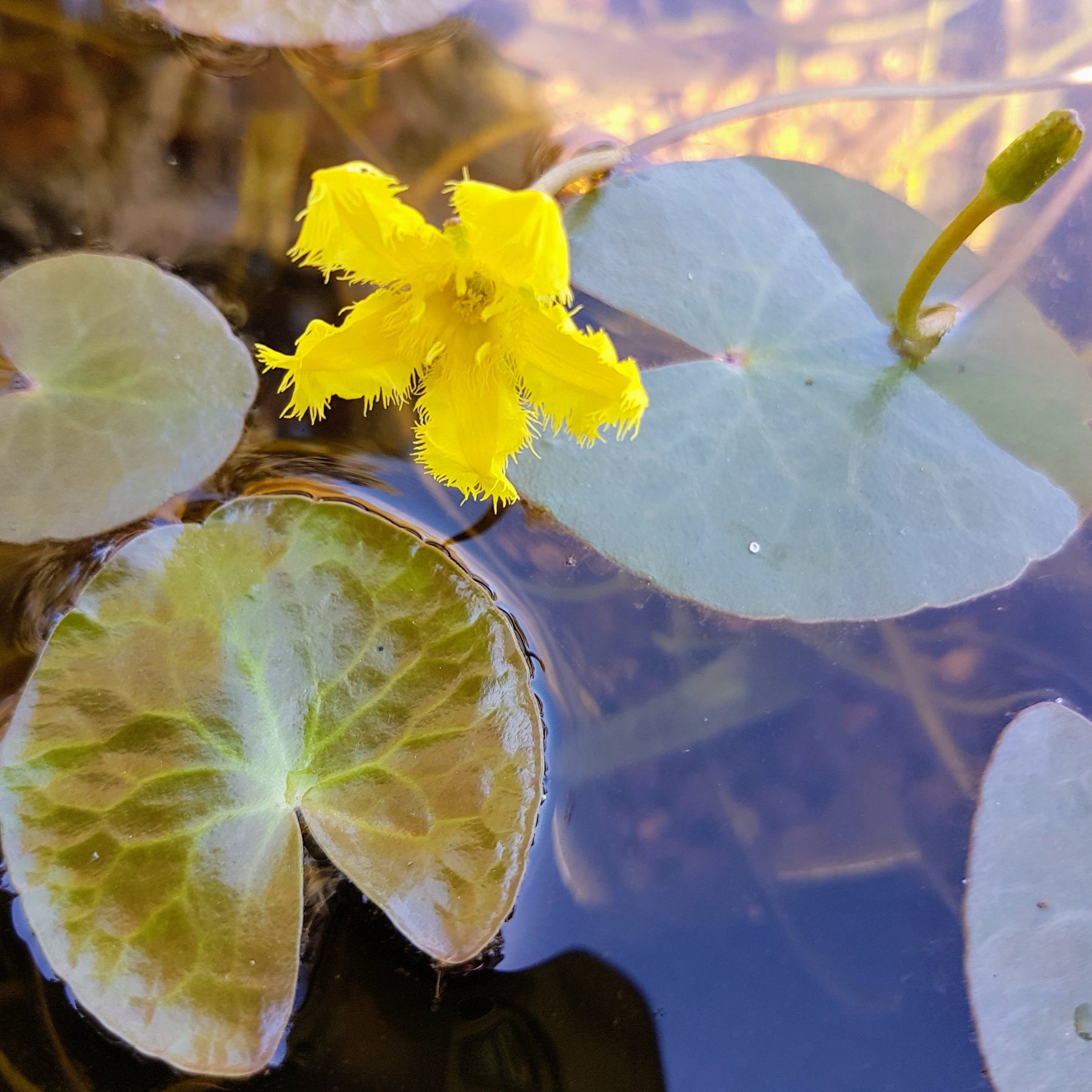 water-plants-pond-plants-lotus-perth-western-australia-the-lily-farm