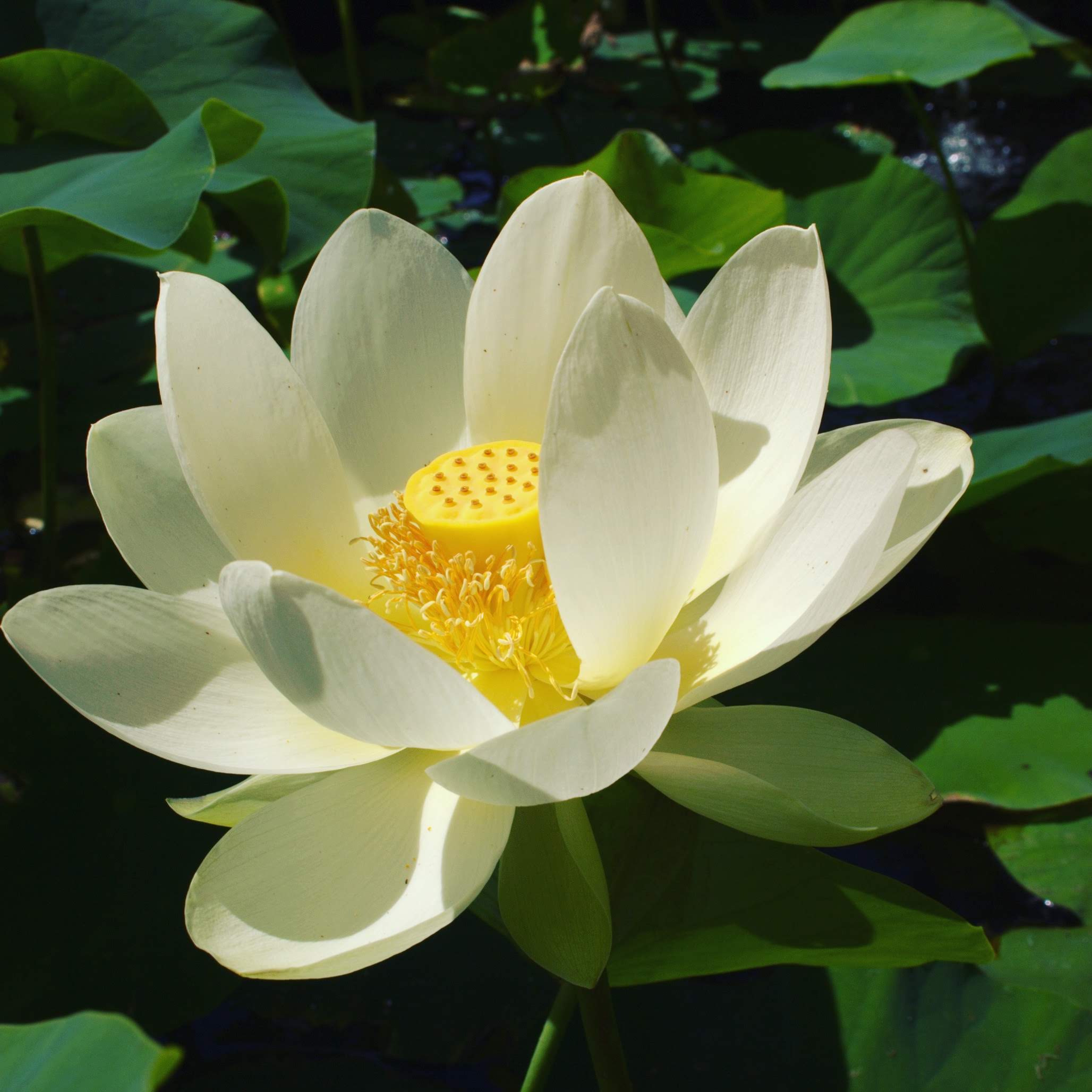 Water Plants Pond Plants Lotus Perth Western Australia The Lily Farm   IMG 20170117 111844 835 5000x 