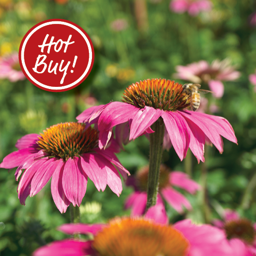 Coneflower