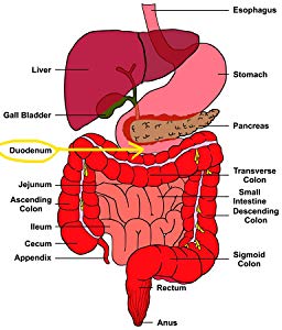 Duodenum