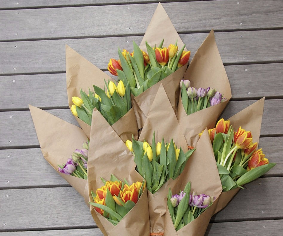 Tulpen