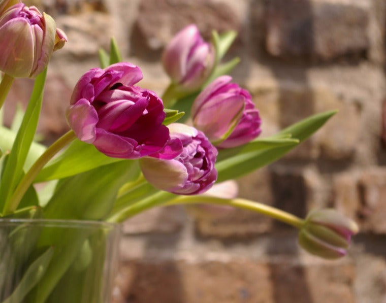 Tulpen