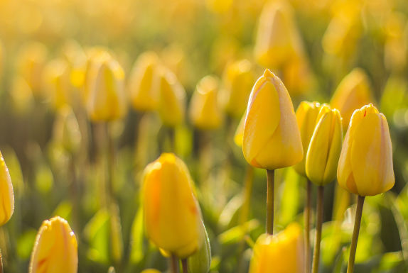 Tulpen