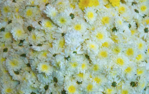 Rose Bazaar puja/pooja flower box, subcription box, shevanti, Chrysanthemum, assorted flower box, home delivery