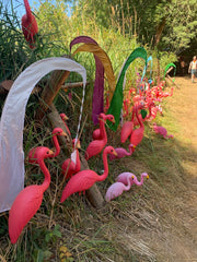 OCF Flamingos
