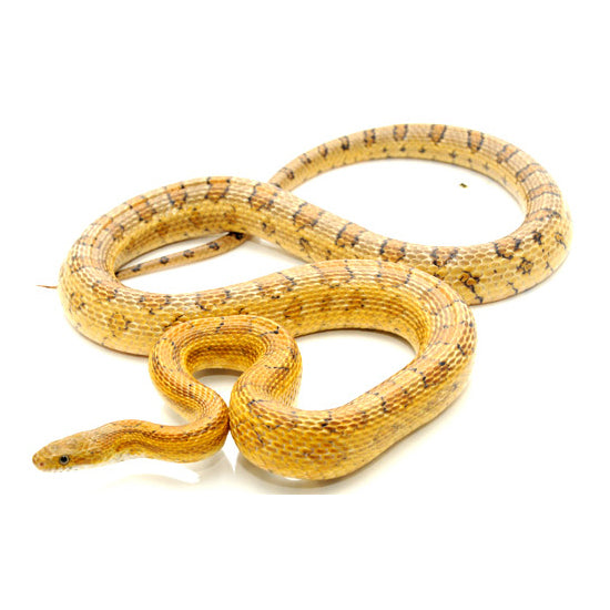 Caramel Corn Snakes – Big Apple Pet Supply