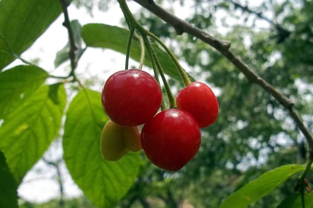 Cherry Trees: Sweet Secrets for Tons of Fruit – FastGrowingTrees.com