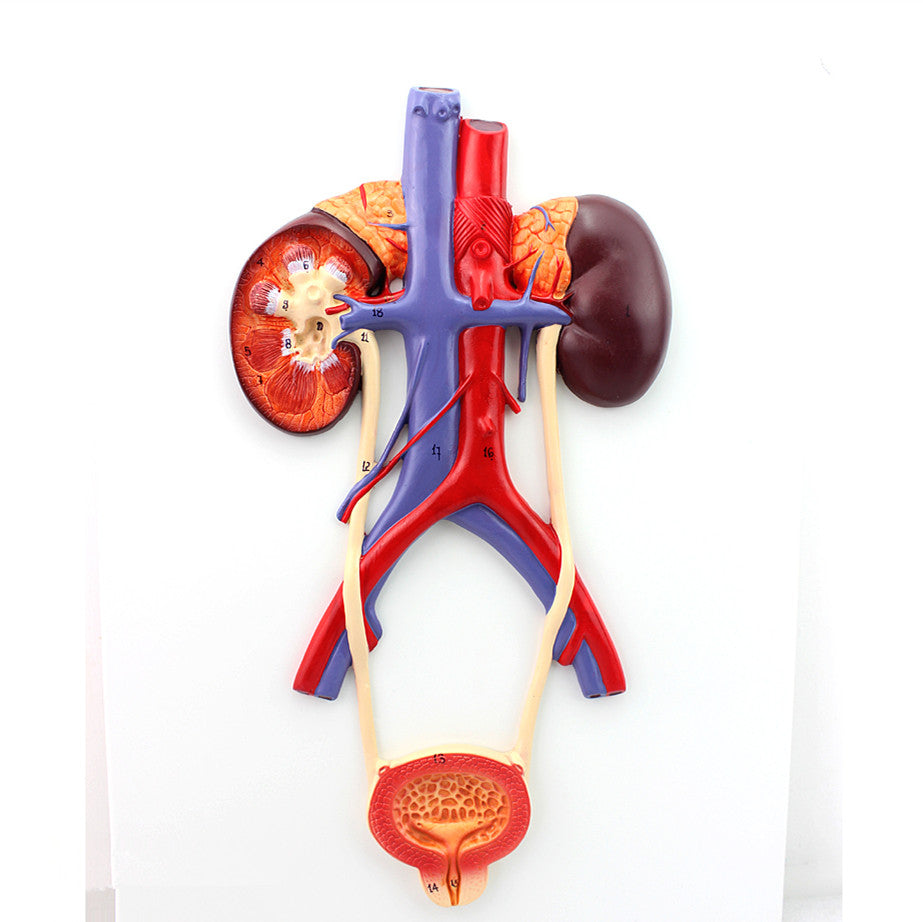 Renal Anatomy Model Of Ureteral Bladder Urethral In Human Urinary Syst ...