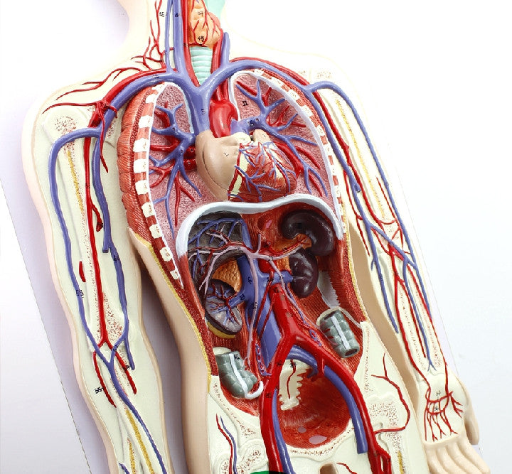 blood flow