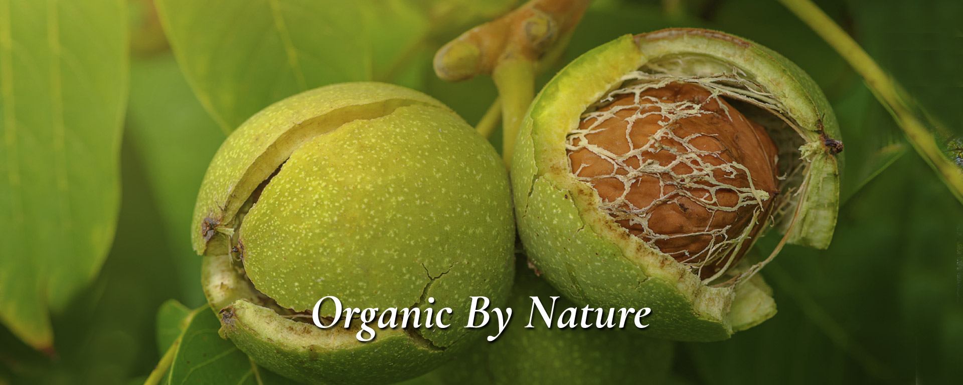 Free from any sort of chemicals and naturally grown, Organic Kashmiri walnuts