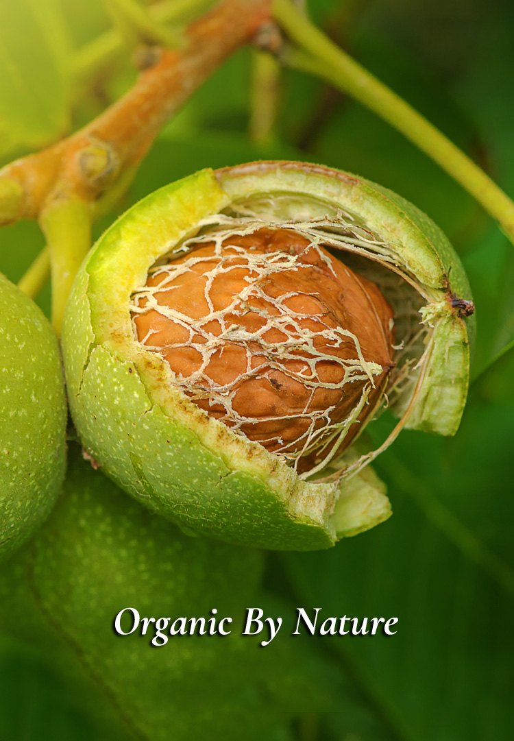 Free from any sort of chemicals and naturally grown, Organic Kashmiri walnuts.