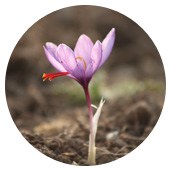 The saffron flower